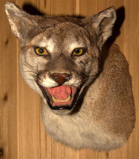 See the high-resolution photos of our life size mammal mounts. . Mountain lion shoulder mount